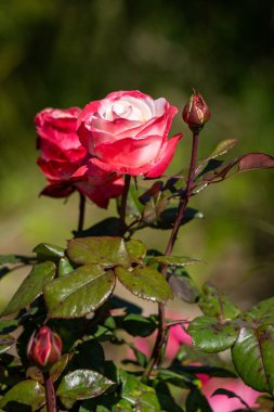 İki pembe gül yeşil yapraklı bir bahçede. Güller tamamen çiçek açmış ve ilgi odağı olmuş. Bahçe huzurlu ve huzurlu, güller biraz güzellik katıyor.