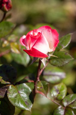 Pembe ve beyaz merkezli bir gül tam çiçeklenmiştir. Çiçek yeşil yapraklarla çevrili ve manzaranın tamamı huzurlu ve huzurlu.