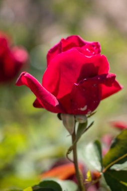 A red rose is the main focus of the image, with its stem and leaves surrounding it. The rose is the center of attention and the rest of the image is focused on it. Concept of beauty and elegance
