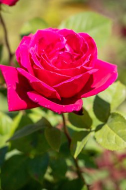 A red rose is the main focus of the image, with its stem and leaves surrounding it. The rose is the center of attention and the rest of the image is focused on it. Concept of beauty and elegance