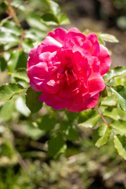 A red rose is the main focus of the image, with its stem and leaves surrounding it. The rose is the center of attention and the rest of the image is focused on it. Concept of beauty and elegance