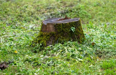 Büyük bir ağaç kütüğü çimenli bir alanda oturur. Kütük yosunla kaplı ve çimlerle çevrili. Huzurlu ve huzurlu bir sahne.