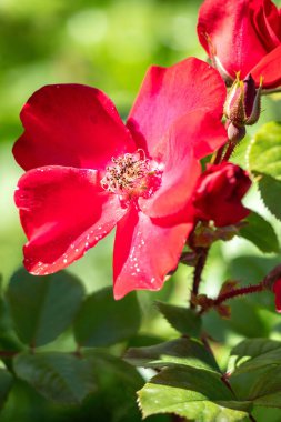 Yeşil saplı kırmızı bir çiçek. Çiçek görüntünün ortasındadır ve yeşil yapraklarla çevrilidir.