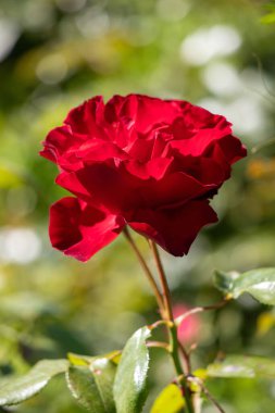 A red rose is the main focus of the image, with its stem and leaves surrounding it. The rose is the center of attention and the rest of the image is focused on it. Concept of beauty and elegance