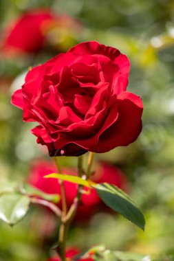 A red rose is the main focus of the image, with its stem and leaves surrounding it. The rose is the center of attention and the rest of the image is focused on it. Concept of beauty and elegance