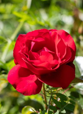 A red rose is the main focus of the image, with its stem and leaves surrounding it. The rose is the center of attention and the rest of the image is focused on it. Concept of beauty and elegance