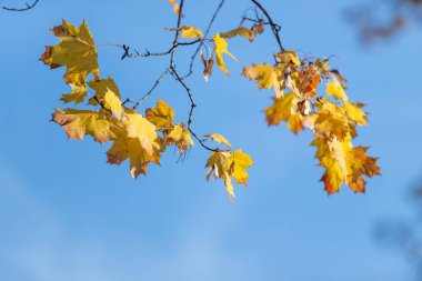 Ağaçtaki yapraklar sarı ve gökyüzü mavi. Ağaçtan yapraklar dökülüyor ve gökyüzü açık.