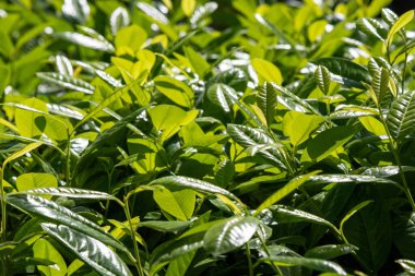 Parlak ve ıslak yaprakları olan yemyeşil bir bitki. Yapraklar yeşil ve bitki hayat dolu.