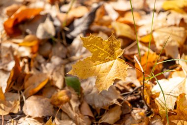 Yerde başka yaprakların yanında bir yaprak var. Yaprak sarıdır ve üzerinde kahverengi lekeler vardır.