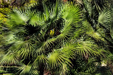 Bright green spring blooming nature of flowers and trees.