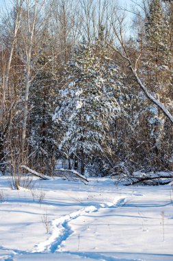 green pine trees covered with white snow, close-up landscape