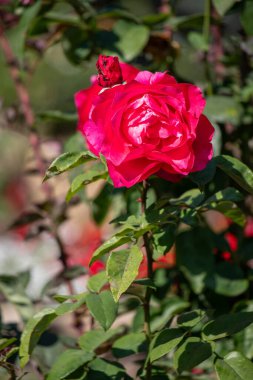 Bahçede kırmızı bir gül tam çiçekleniyor. Çiçek yeşil yapraklar ve dallarla çevrilidir ve sahnenin ilgi odağı konumundadır. Güzellik ve sükunet kavramı
