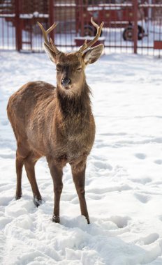 Geyik boynuzlarıyla karda duruyor. Geyiğin acelesi olmadığı ve kış manzarasının tadını çıkardığı için sakinlik ve huzur kavramı.