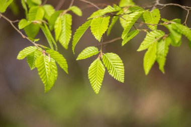 Yeşil yaprakları olan yapraklı bir ağaç dalı. Yapraklar geniş ve yayılmış. Dal yeşil ve doğal bir görünüşü var.
