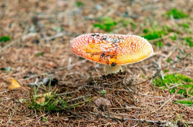 Kırmızı şapkalı ve beyaz benekli bir mantar yerde oturur. Mantar kuru yapraklar ve dallarla çevrilidir.