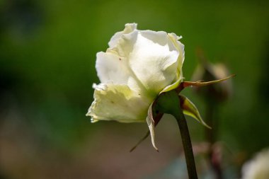 Beyaz bir gül görüntünün ana odak noktasıdır. Çiçek tamamen çiçeklenmiştir ve yeşil yapraklarla çevrilidir. Güzellik ve sükunet kavramı