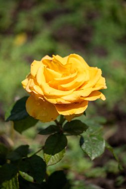 Sarı bir gül, taç yaprakları açık ve sapı görünür bir şekilde çiçek açar. Çiçek yeşil yapraklar ve otlarla çevrili, huzurlu ve huzurlu bir atmosfer yaratıyor.