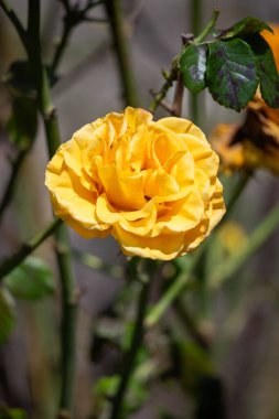 Sarı bir çiçek yeşil bir çalılığın ön planındadır. Çiçek görüntünün ana odak noktasıdır ve sahnenin en canlı ve en güzel parçasıdır.