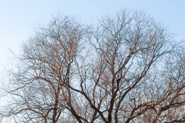 Yaprakları olmayan bir ağaç, ve gökyüzü açık ve mavi. Sahne sakin ve huzurlu, çünkü ağaç açık alanda tek başına duruyor.