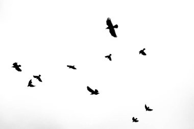 Gökyüzünde uçan bir kuş sürüsü. Kuşlar siyah ve beyaz. Gökyüzü açık ve kuşlar düz bir çizgide uçuyor.