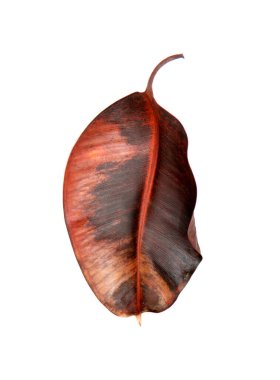 Beyaz bir arkaplanda yakın planda bir yaprak gösterilir. Yaprak kahverengi ve üzerinde birkaç leke var. Yaprak kurumuş ve hafif solgun görünüyor.