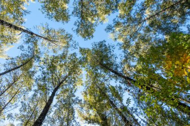 Ağaçların gökyüzüne ulaştığı bir orman. Gökyüzü mavi ve ağaçlar yeşil