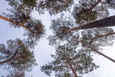 Ağaçların gökyüzüne ulaştığı bir orman. Gökyüzü açık ve mavi. Ağaçlar uzun ve yeşil.