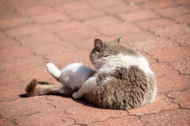 Kırmızı tuğla zeminde bir kedi yatıyor. Kedinin beyaz bir göbeği ve siyah bir yüzü var.