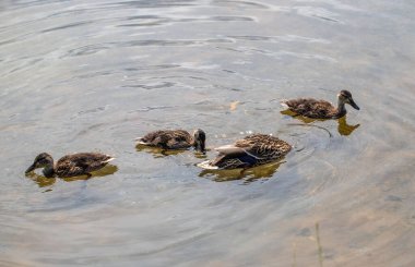 Bir grup ördek bir su kütlesinin içinde yüzüyor. Ördeklerin boyutları farklıdır, bazıları daha büyük ve diğerleri daha küçüktür. Sahne huzurlu ve huzurlu, ördekler bir arada hareket ediyor.
