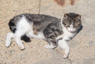 Pençeleri havada bir kedi yerde yatıyor. Kedi beyaz ve gri. Kedi rahat ve rahat.