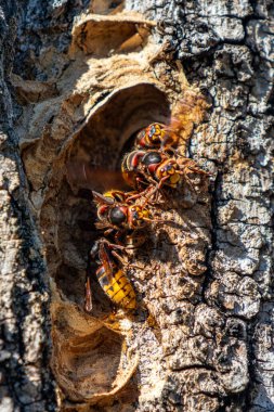 İki sarı ve siyah eşekarısı bir ağaç gövdesine tünemiş. Eşek arıları küçük ve dinleniyor gibi görünüyor. Ağaç gövdesi pürüzlü ve birkaç deliği var.