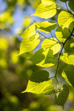 Yapraklı bir ağaç dalı güneş ışığında parlayan yapraklarla gösterilir. Güneş ışığı doğanın güzelliğini vurgular gibi sıcaklık ve canlılık kavramı