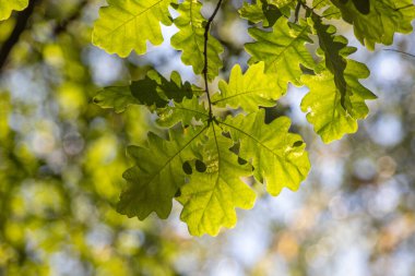Yapraklı bir ağaç dalı güneş ışığında gösterilir. Yapraklar yeşil ve güneş ışığı üzerlerinde parlıyor. Parlak ve neşeli bir hava yaratıyor.