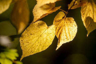 Yakın planda bir yaprak gösteriliyor, üzerinde güneş parlıyor. Yaprak sarıdır ve bazı kahverengi noktaları vardır. Güneş ışınları yaprağı aydınlatırken sıcaklık ve parlaklık kavramı
