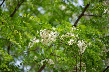 Bright blooming fruit trees in spring nature.