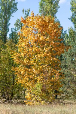 Sarı yapraklı bir ağaç bir tarlada. Yapraklar parlak ve canlı, sıcaklık ve enerji hissi yaratıyor. Ağaç dimdik ve gururlu duruyor, istikrar ve güç hissi veriyor.
