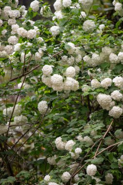 Bright green spring blooming nature of flowers and trees.