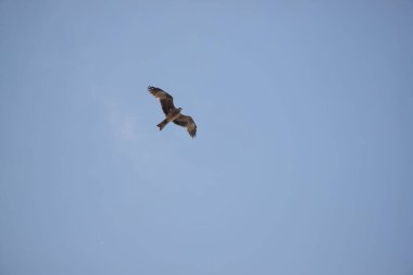 Gökyüzünde bir kuş uçuyor. Gökyüzü mavi ve berrak