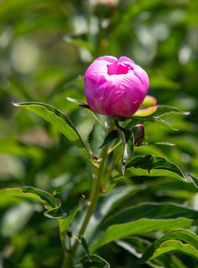 Pembe bir çiçek yeşil bir sapın üzerindedir. Çiçek küçük ve yuvarlak bir şekle sahiptir. Sapı yeşil ve birkaç yaprağı var. Çiçek yeşil yapraklarla çevrilidir, bu da ona doğal bir şey verir.