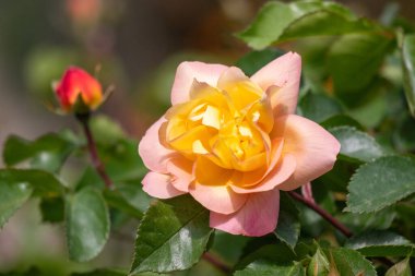 Rose flowers growing outdoors in nature