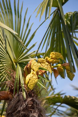 Sarı çiçekli büyük bir ağaç yemyeşil bir alanda duruyor. Ağaç uzundur ve dalları çiçeklerle doludur, canlı ve canlı bir atmosfer yaratır. Alan başka ağaçlarla dolu.