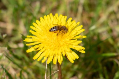 Üzerinde arı olan sarı bir çiçek. Çiçek çimlerle çevrili.