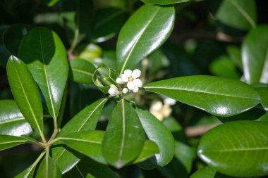 Bright blooming fruit trees in spring nature.