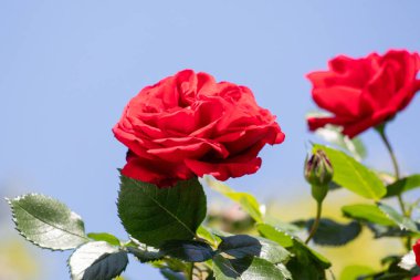 Bahçede açan iki kırmızı gül. Üzerlerinde güneş parıldıyor. Sıcaklık ve güzellik kavramı, güller aşkın ve sevginin sembolü olduğu gibi. Çiçeklerin parlak renkleri