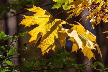 A leafy tree with a yellow leaf in the foreground. The leaf is in the sun and has a reddish tint