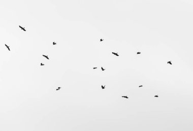 Gökyüzünde uçan bir kuş sürüsü. Kuşlar siyah ve beyaz. Gökyüzü açık ve kuşlar düz bir çizgide uçuyor.
