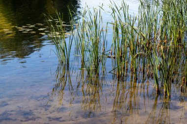 Ağaçların ve bitkilerin yansıması olan bir su kütlesi. Su sakin ve hareketsiz. Bitkiler uzun ve yeşildirler ve suda büyümektedirler.