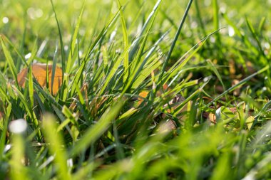 Çimenli ve yapraklı yeşil bir alana yakın çekim. Çimler yemyeşil ve yapraklar sarı. Tazelik ve canlılık kavramı, çimenler ve yapraklar tam çiçeklenirken