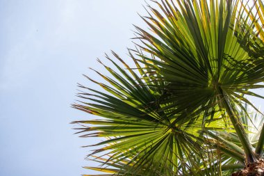 Yaprakları güneşe doğru yayılmış bir palmiye ağacı. Yapraklar yeşil ve gökyüzü mavi
