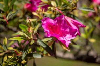 Flowers in nature outdoors. Spring landscape of flowers.